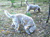 Oro nero del Sannio Cani da tartufo