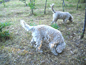Cani da tartufo