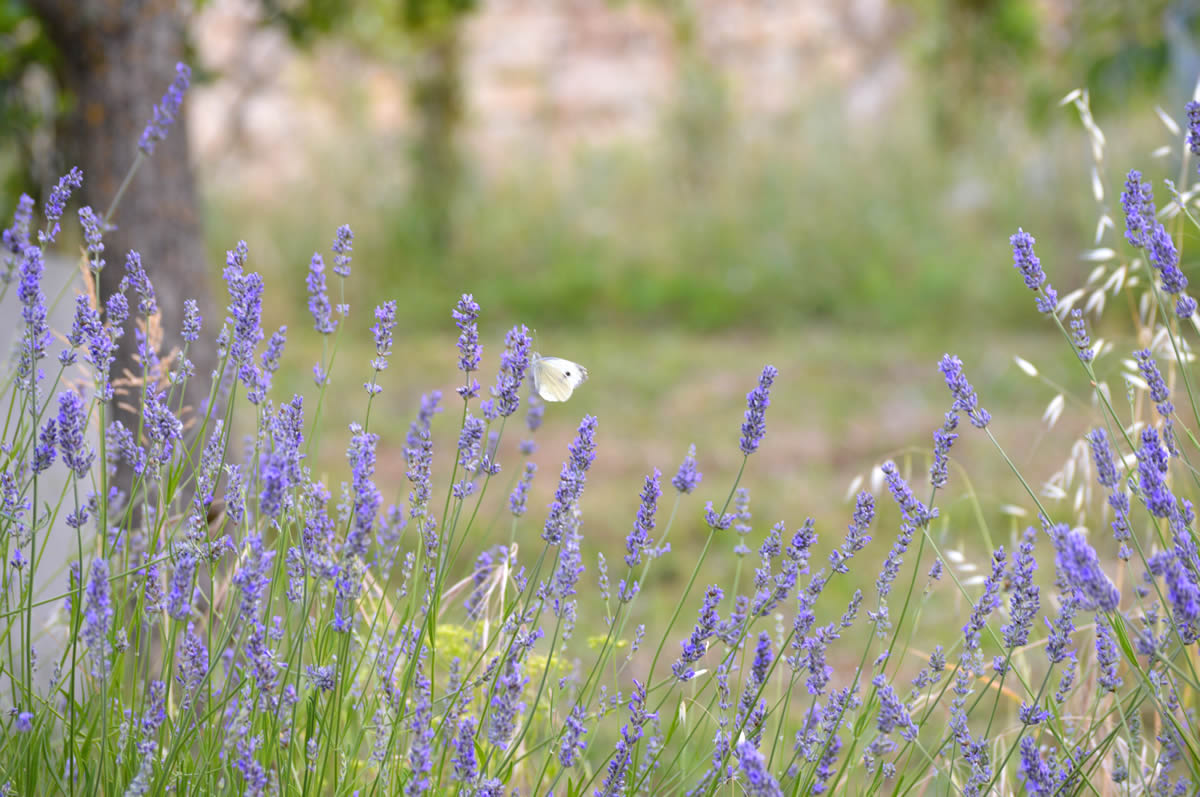 Lavanda fiorita