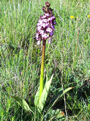 Orchidea