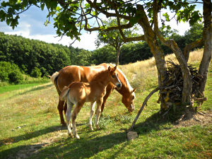 Oro Vivo del Sannio Puledro